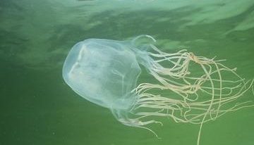 Ожог медузы